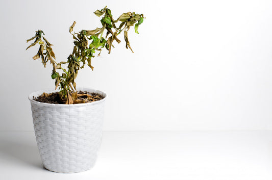 Como recuperar uma planta murcha: causas, soluções e adubação correta